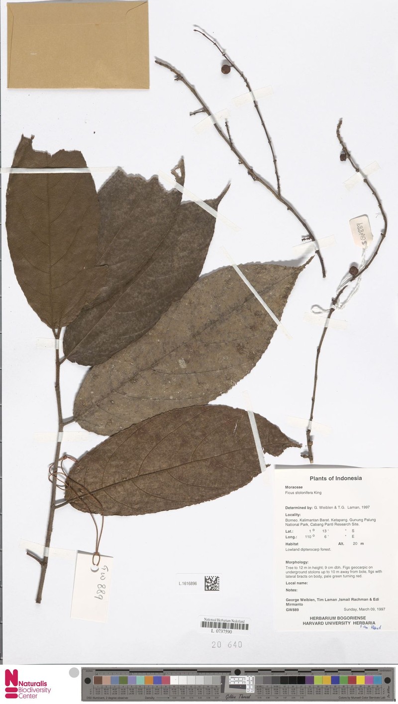 Ficus stolonifera photo 4