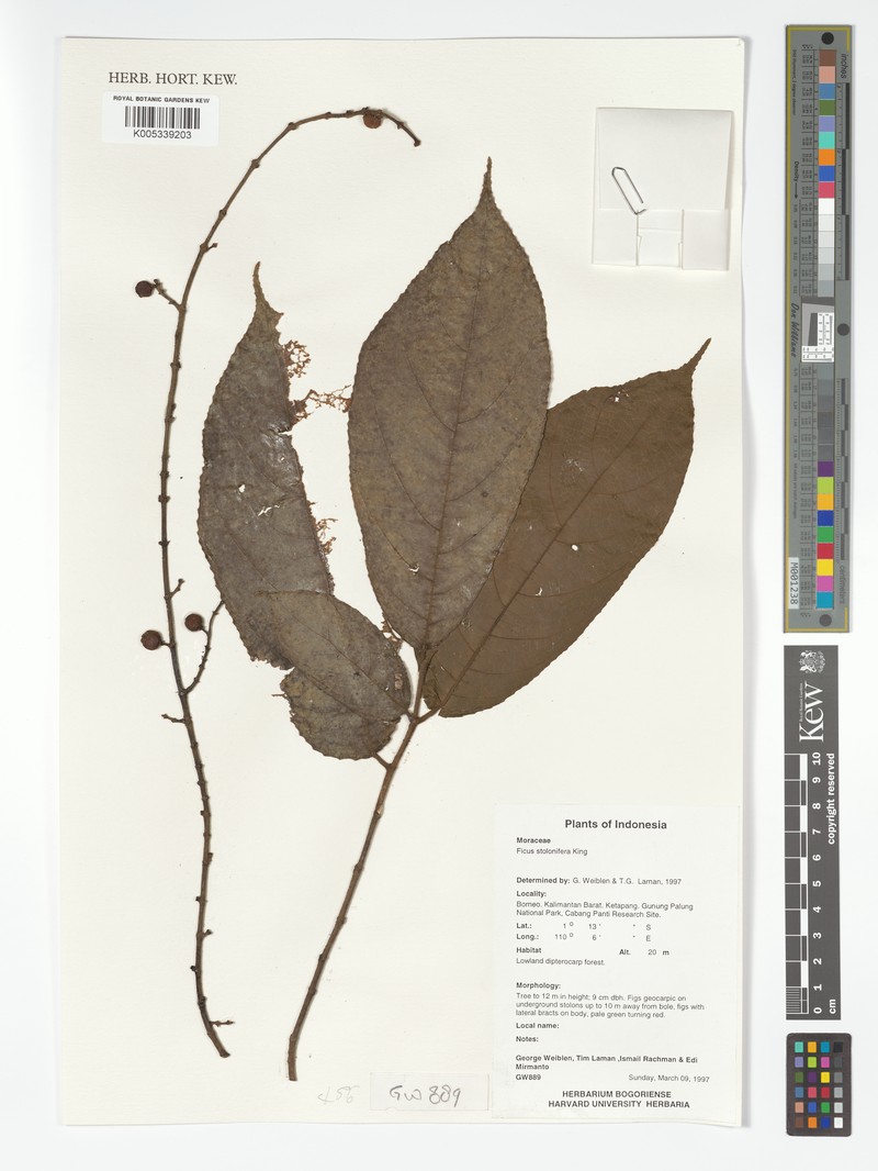 Ficus stolonifera photo 5