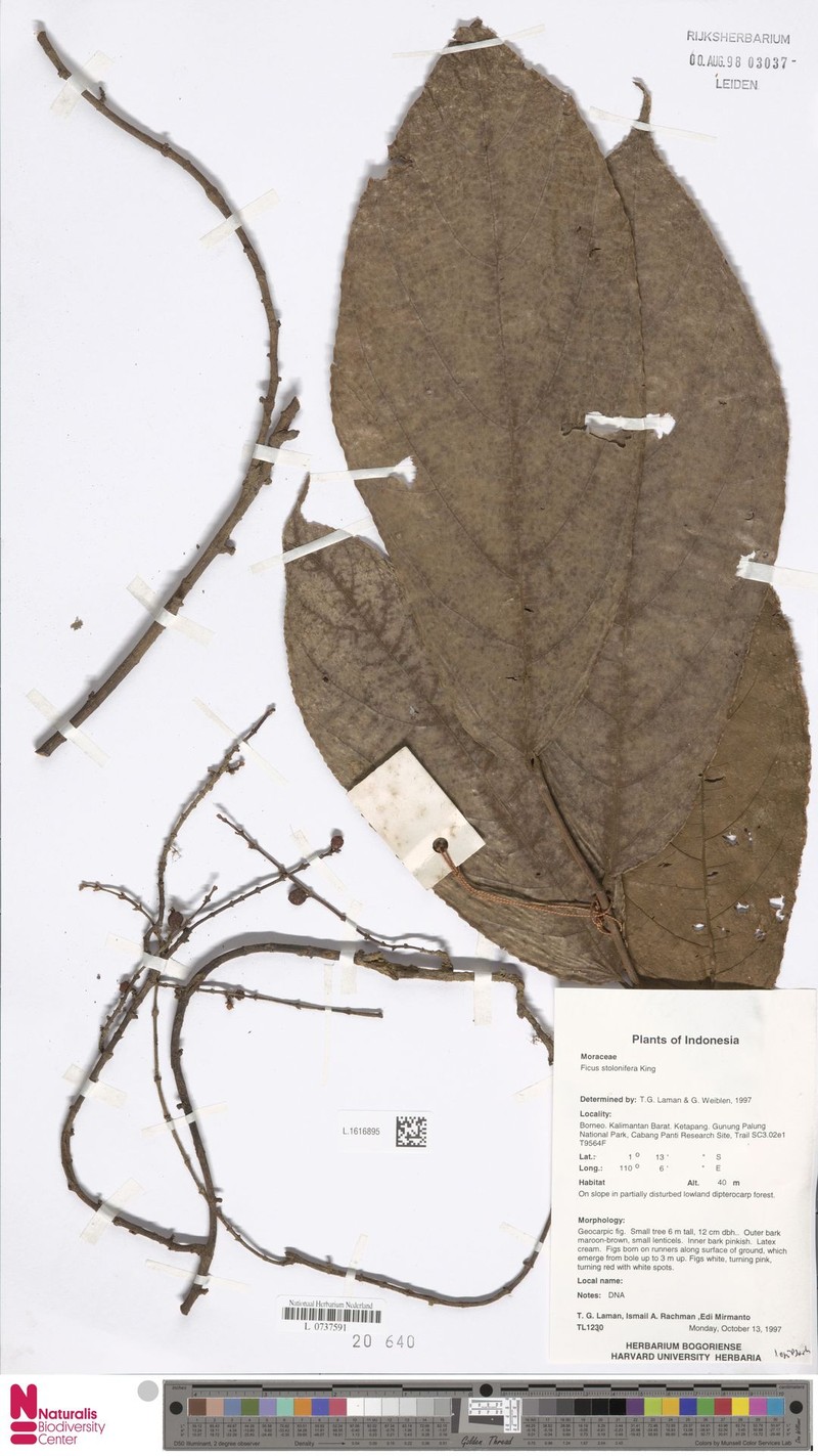 Ficus stolonifera photo 6