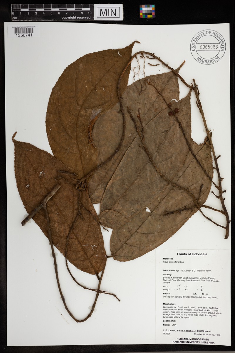 Ficus stolonifera photo 7