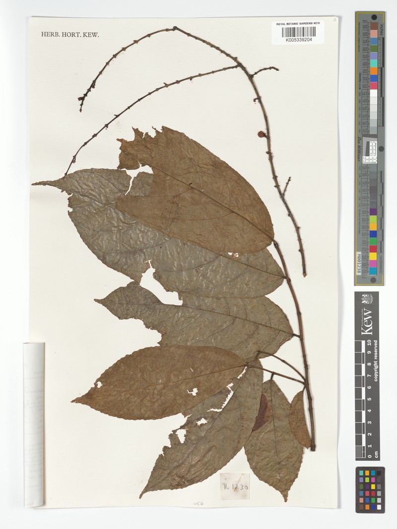Ficus stolonifera photo 8