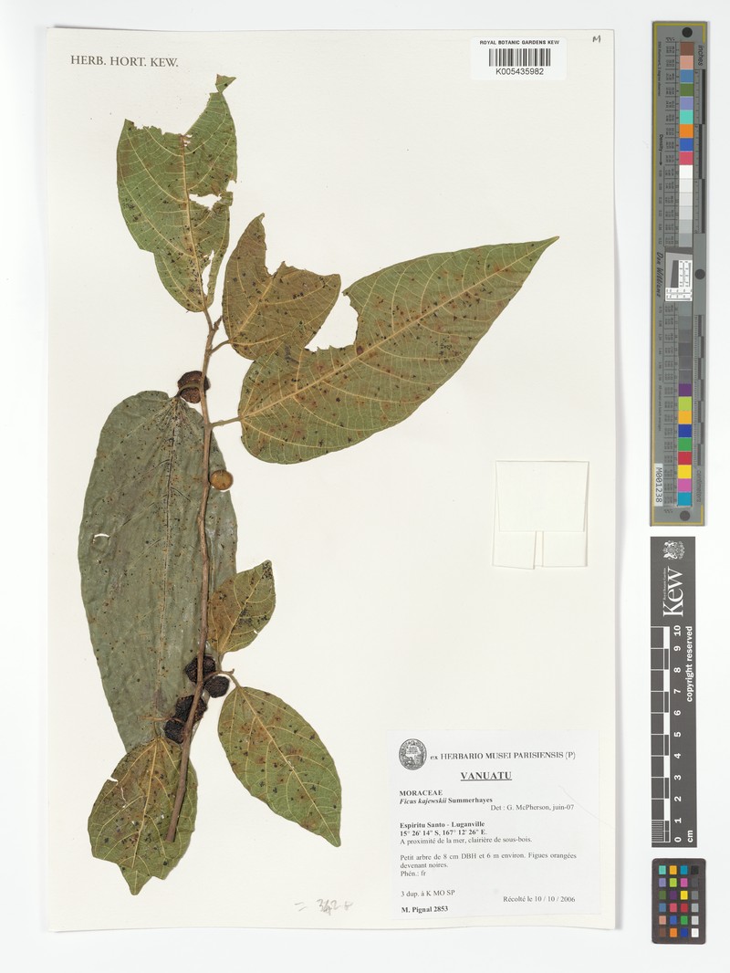 Ficus storckii var. kajewskii
