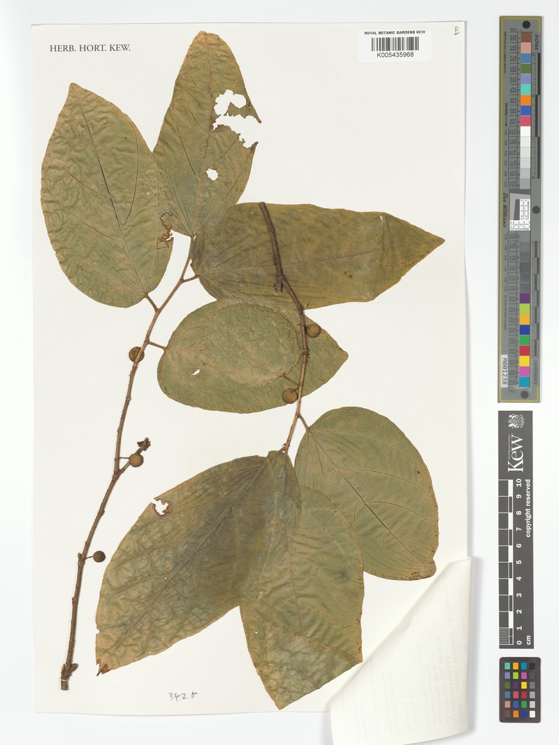 Ficus storckii var. kajewskii photo 2