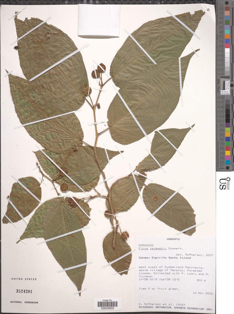 Ficus storckii var. kajewskii photo 3