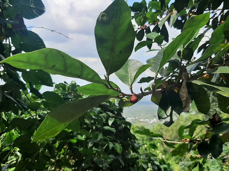 Ficus stricta