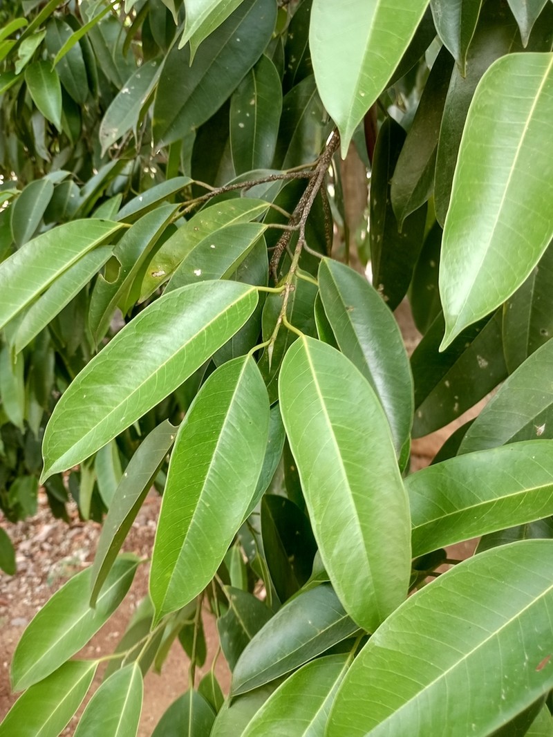 Ficus stricta photo 2