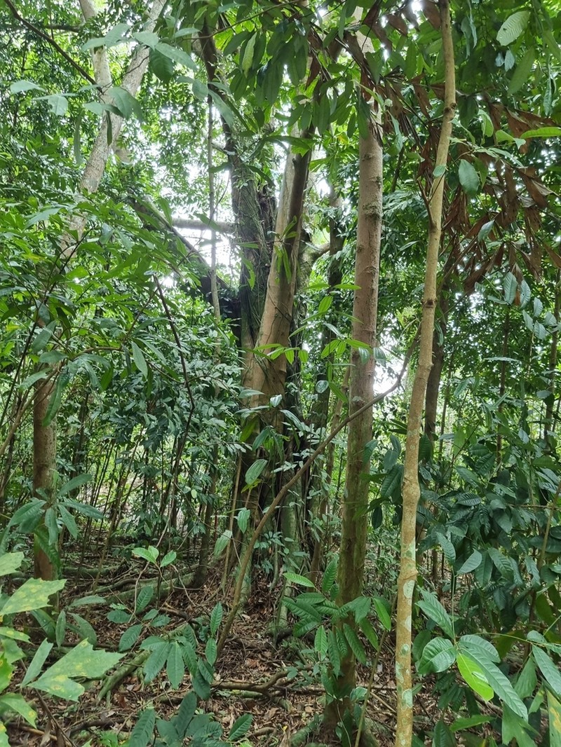 Ficus stricta photo 3
