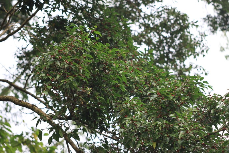 Ficus stricta photo 4