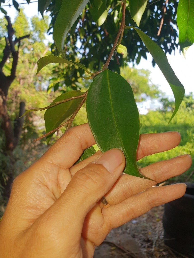 Ficus stricta photo 6