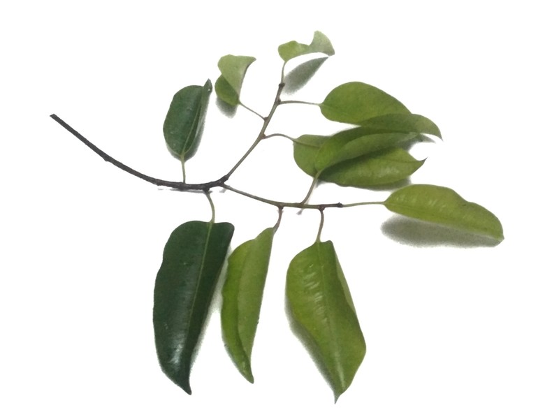 Ficus stricta photo 7