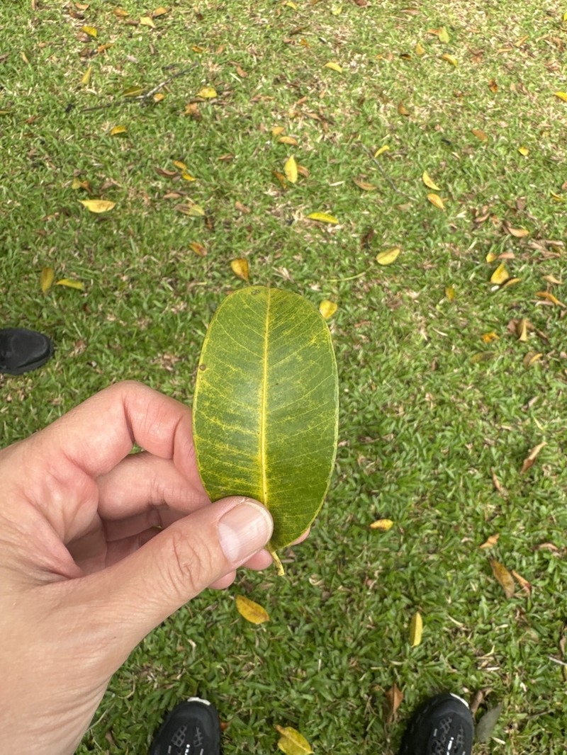Ficus stricta photo 8