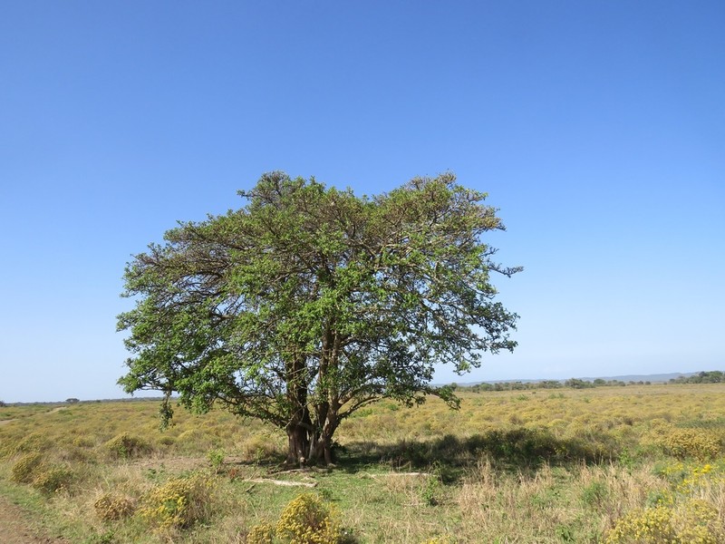 Ficus stuhlmannii