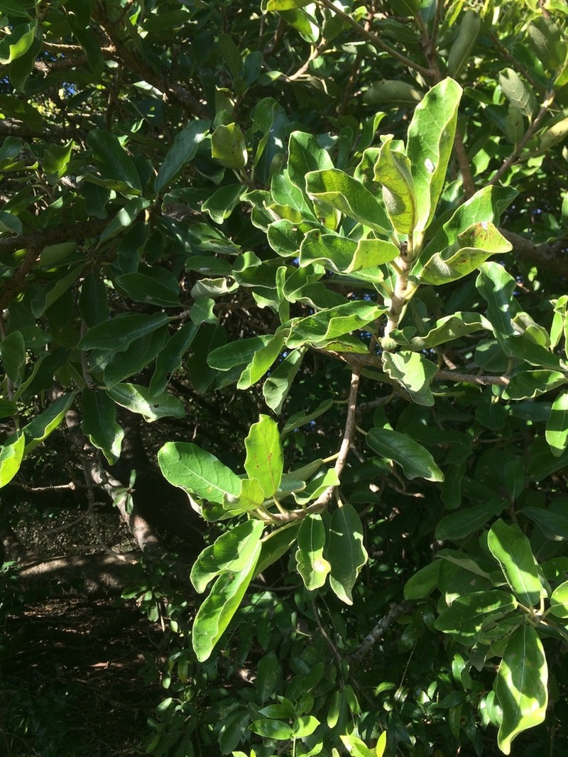 Ficus stuhlmannii photo 2