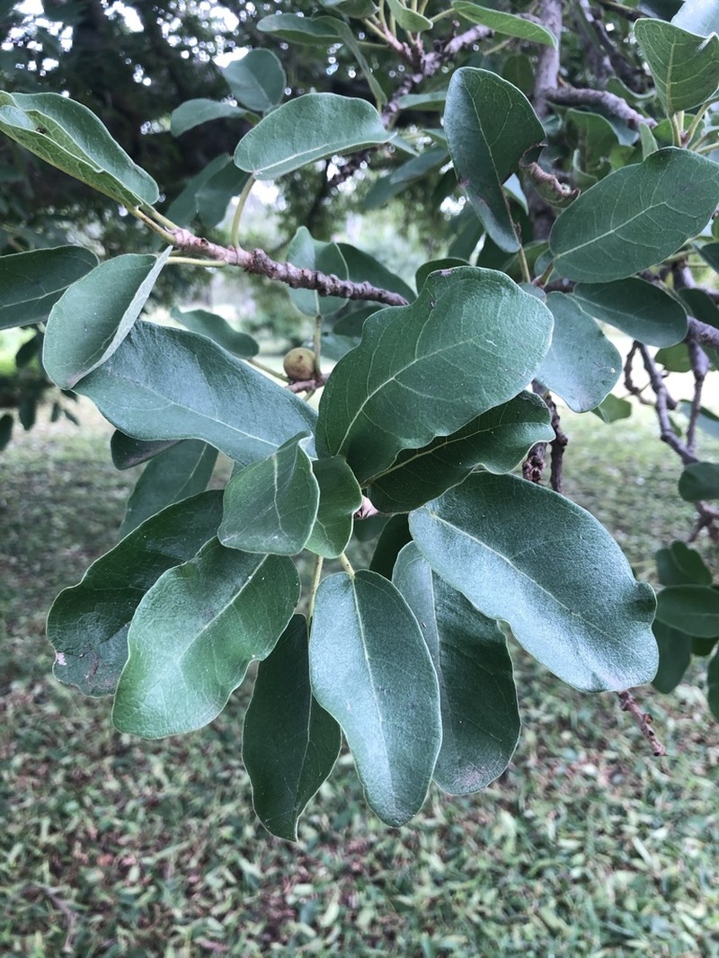Ficus stuhlmannii photo 3