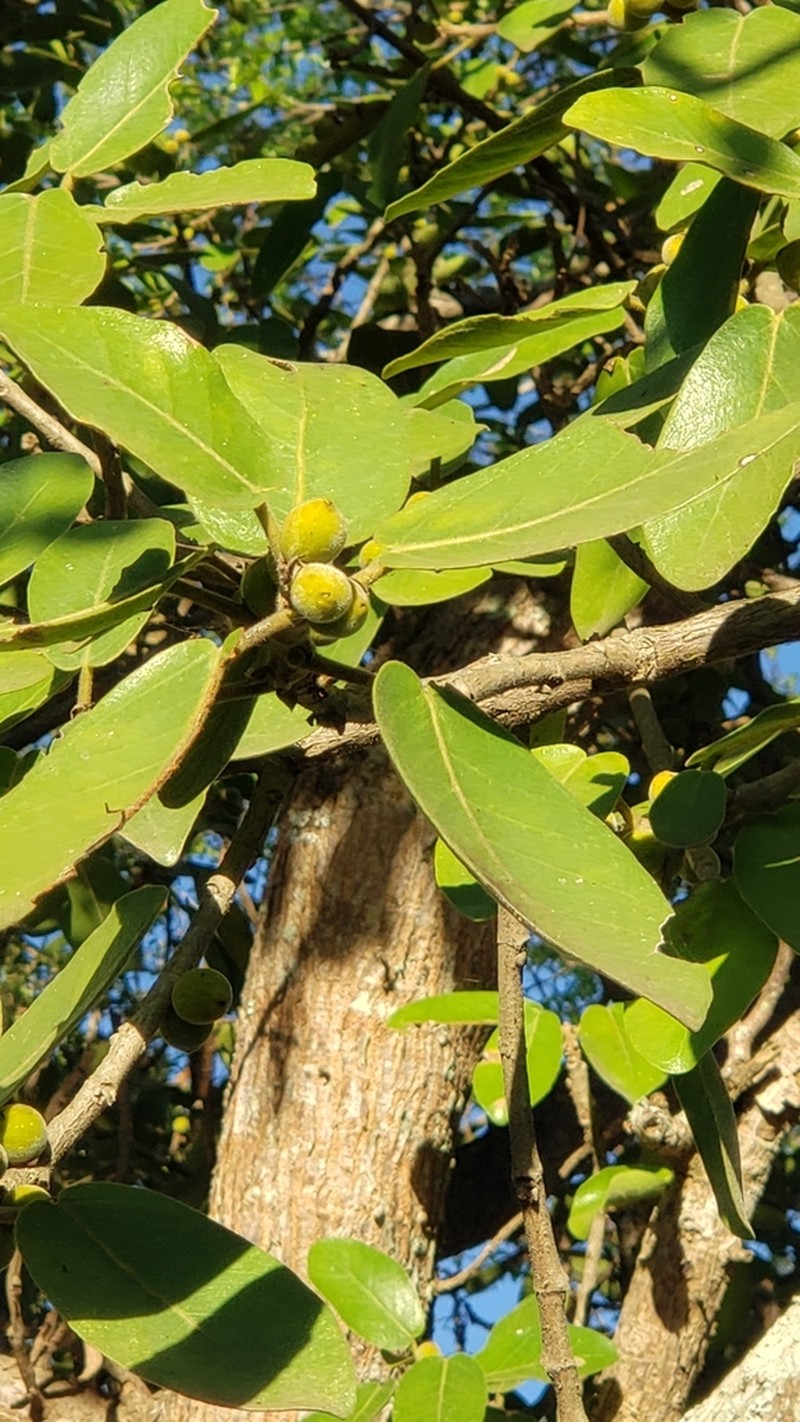 Ficus stuhlmannii photo 4