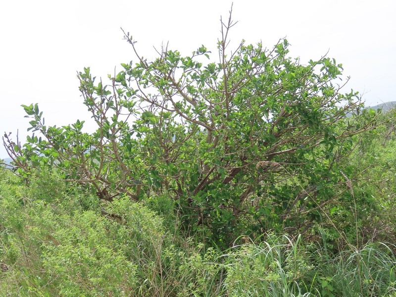 Ficus stuhlmannii photo 5
