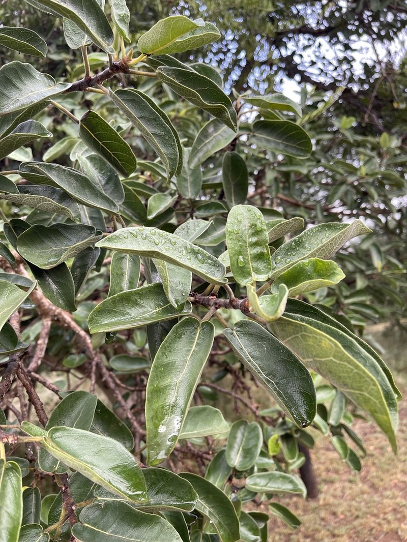 Ficus stuhlmannii photo 6