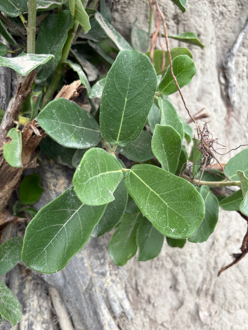 Ficus stuhlmannii photo 7