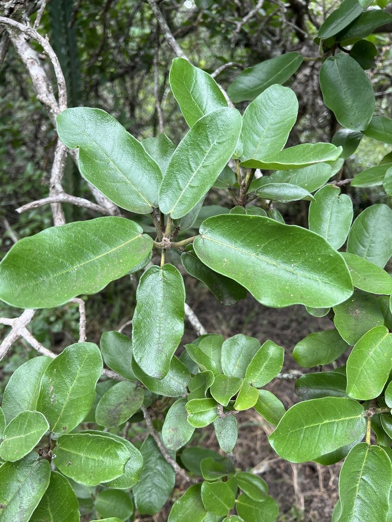 Ficus stuhlmannii photo 8
