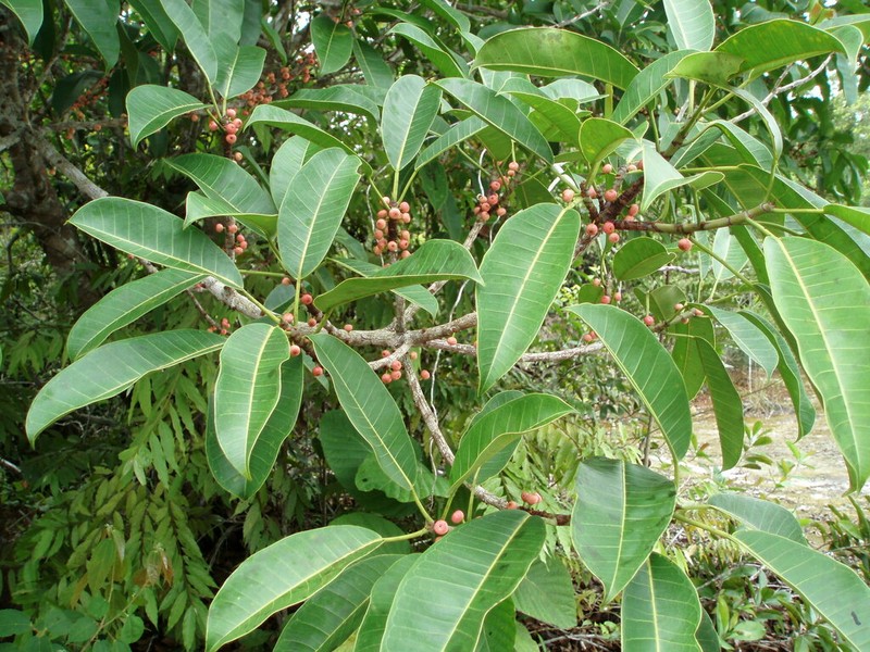 Ficus subapiculata