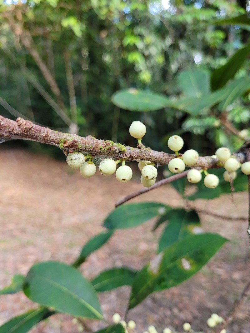 Ficus subapiculata photo 2