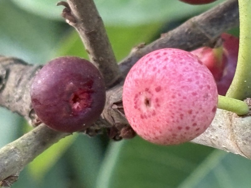 Ficus subapiculata photo 3
