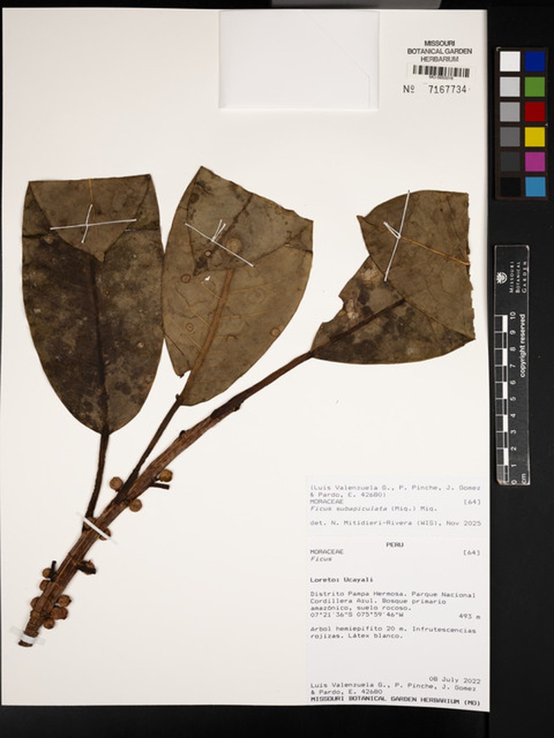 Ficus subapiculata photo 4