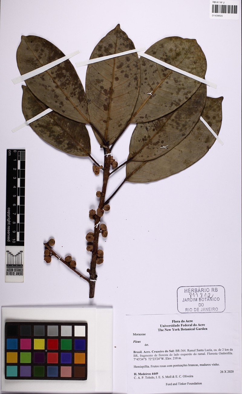 Ficus subapiculata photo 5