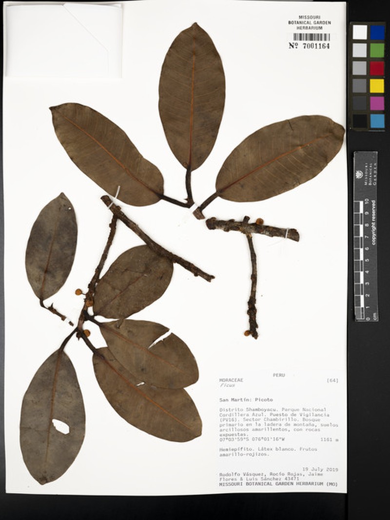 Ficus subapiculata photo 6