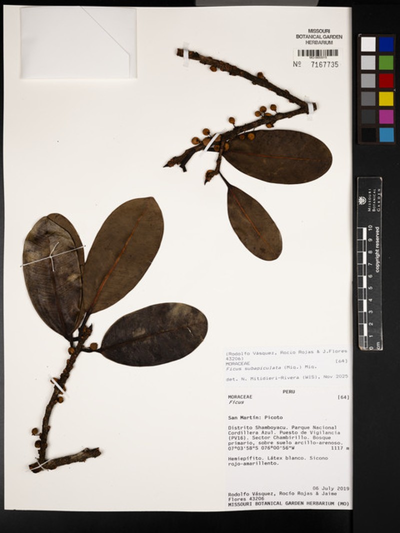 Ficus subapiculata photo 7