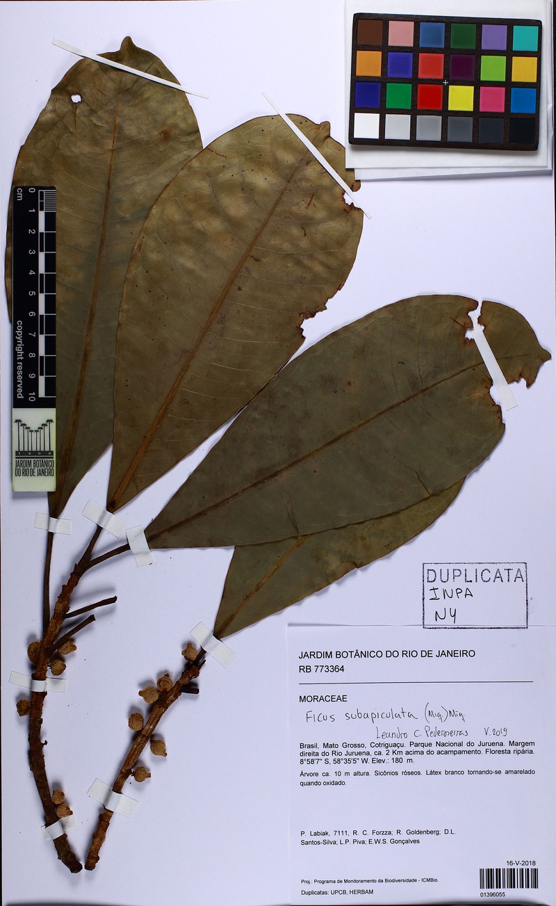Ficus subapiculata photo 8