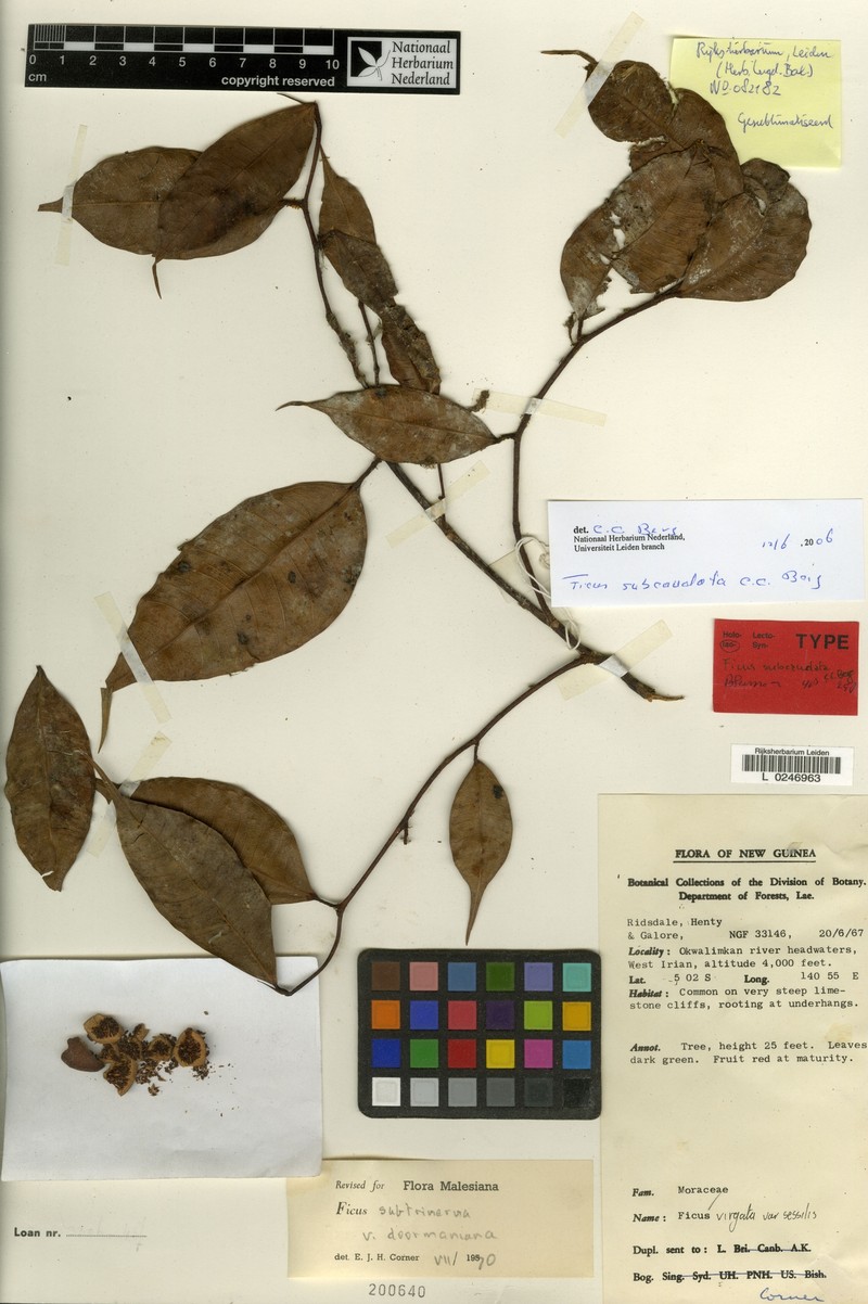 Ficus subcaudata