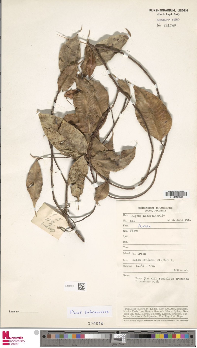 Ficus subcaudata photo 2