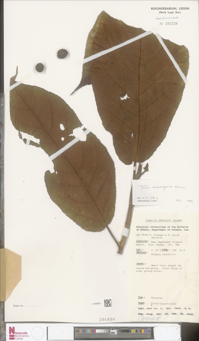 Ficus subcongesta photo 4