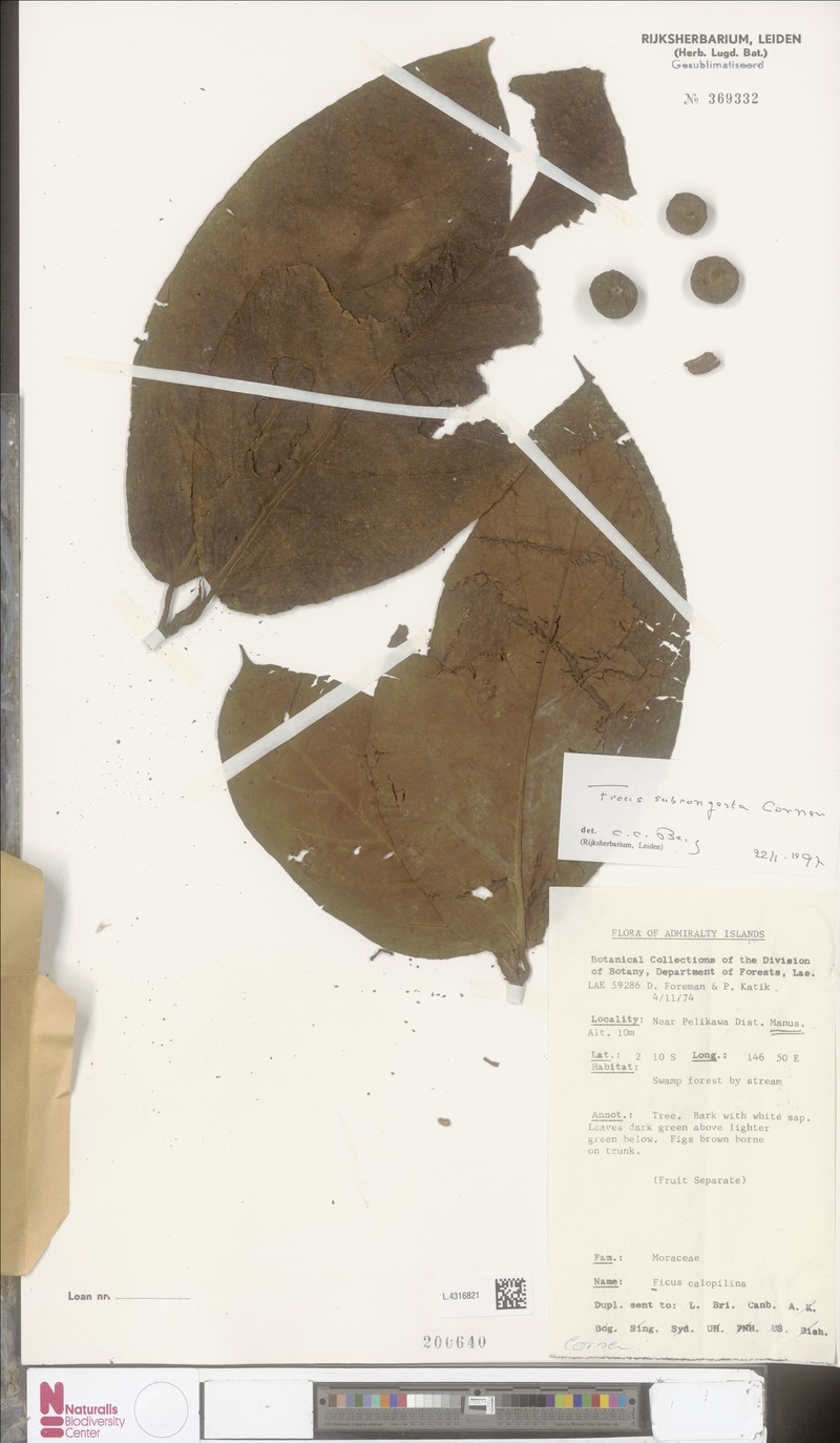 Ficus subcongesta photo 5