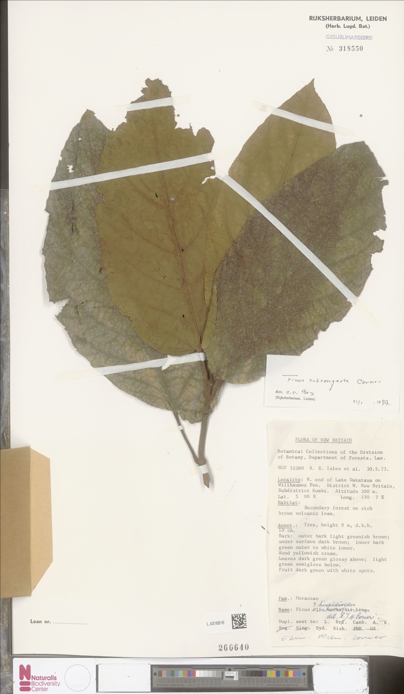 Ficus subcongesta photo 6