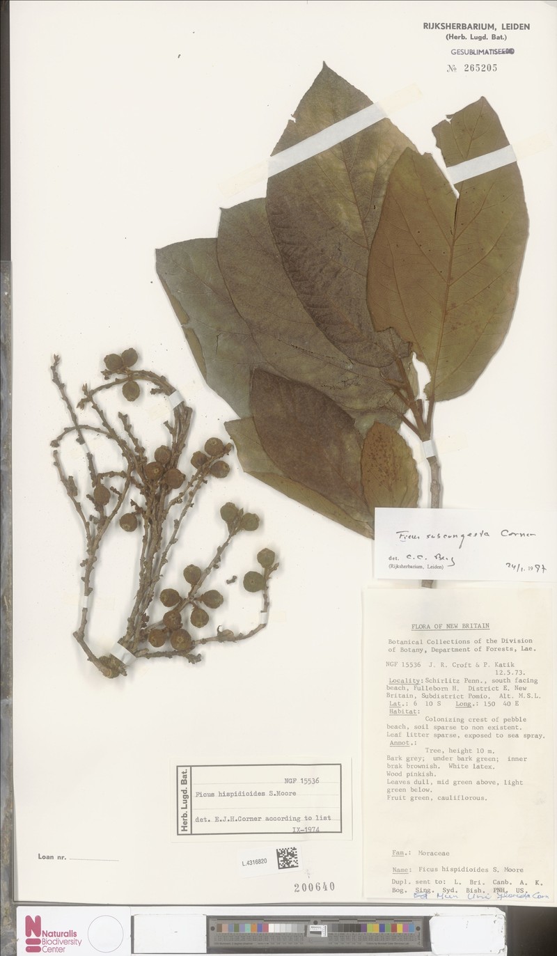Ficus subcongesta photo 7