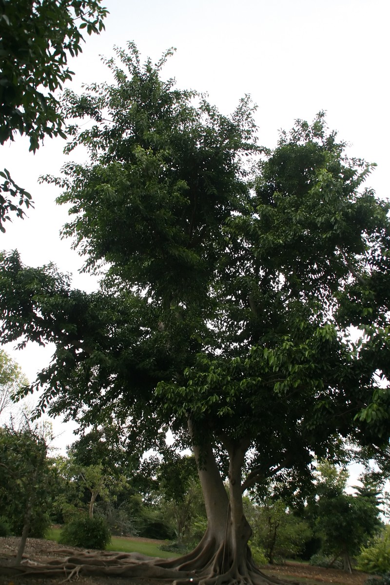 Ficus subcordata