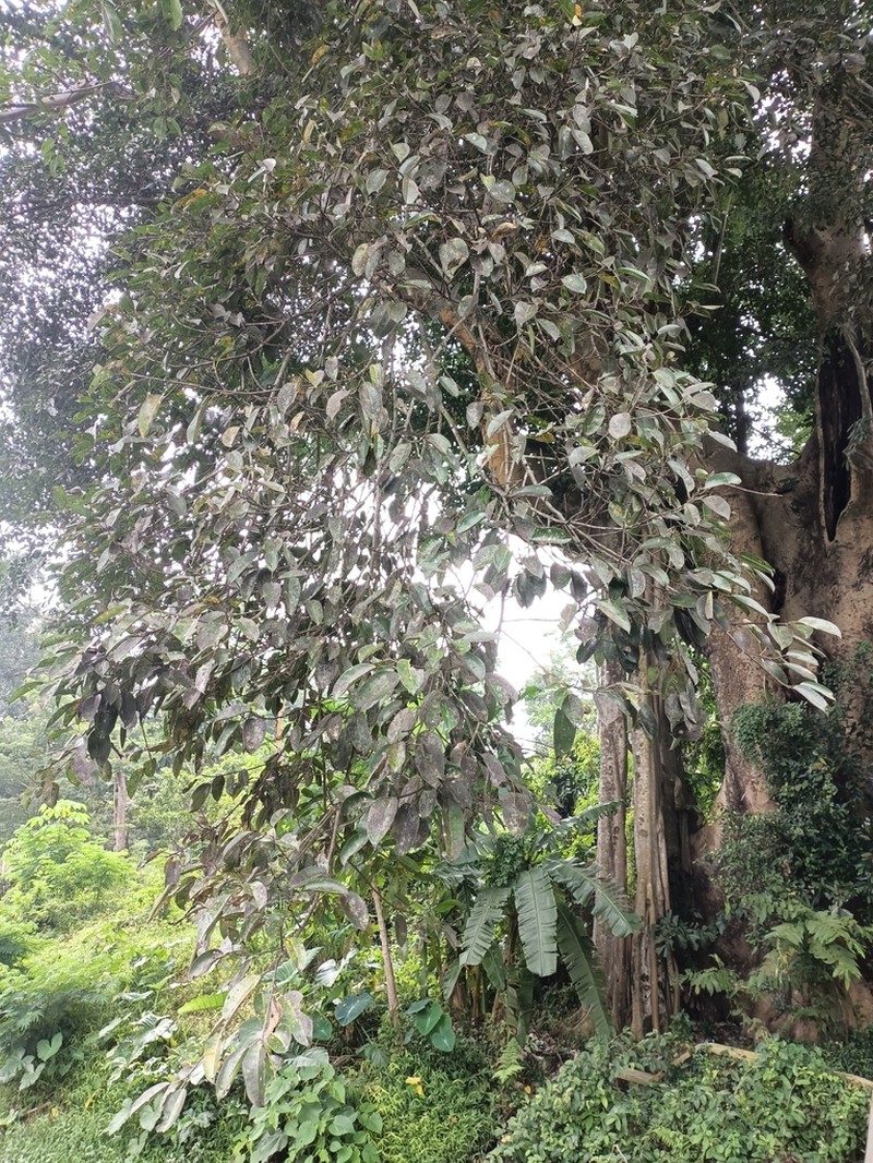 Ficus subcordata photo 2