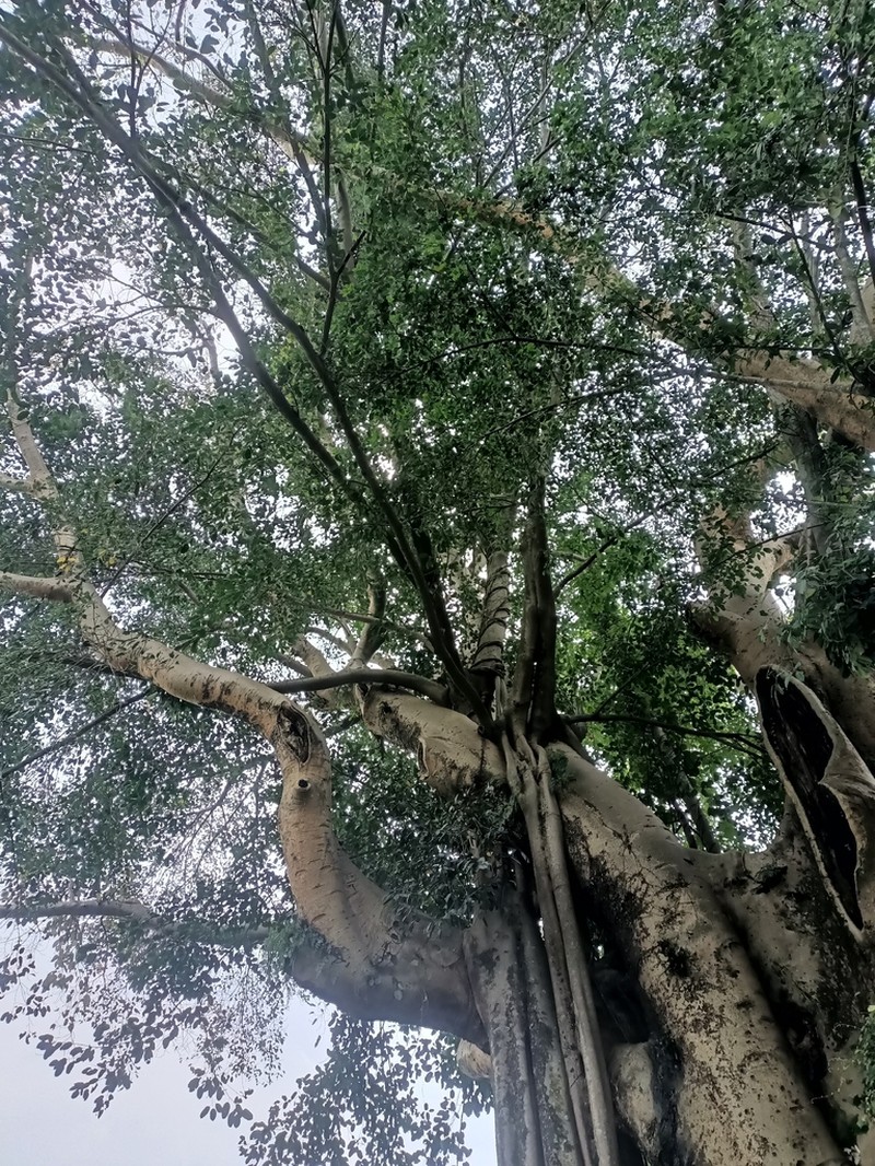 Ficus subcordata photo 3