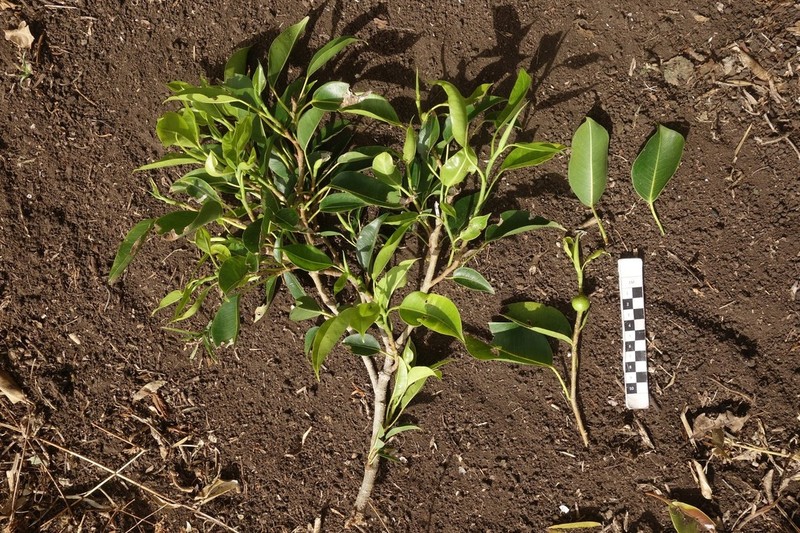 Ficus subcordata photo 4