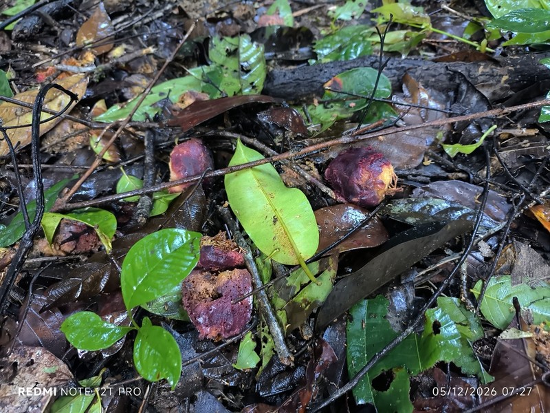 Ficus subcordata photo 5