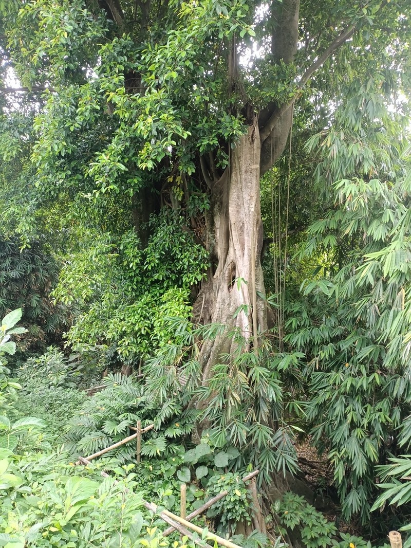 Ficus subcordata photo 6