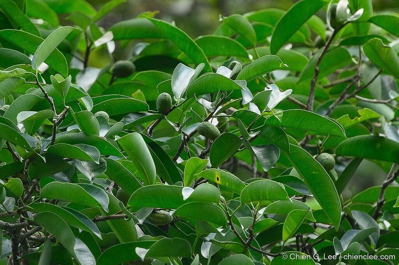 Ficus subcordata photo 7