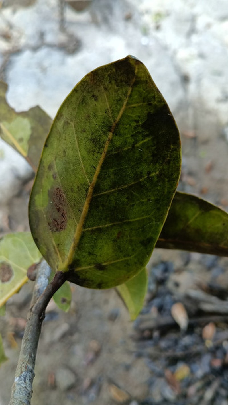 Ficus subcostata