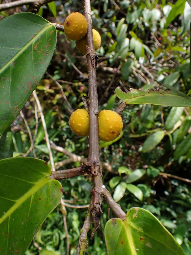Ficus subcostata photo 2