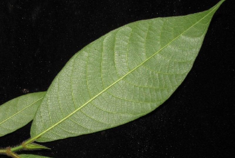 Ficus subcuneata