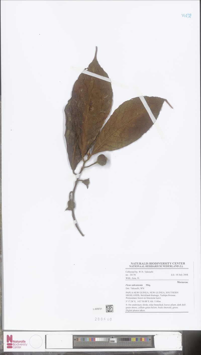 Ficus subcuneata photo 2