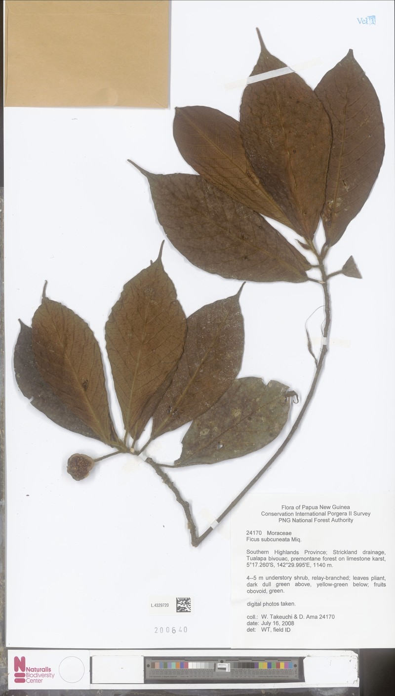 Ficus subcuneata photo 3