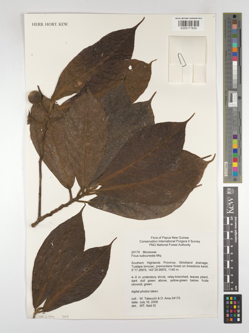 Ficus subcuneata photo 4
